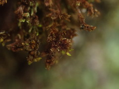 Macromitrium gracile