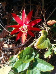 Passiflora vitifolia