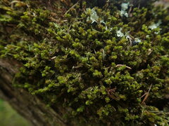 Macromitrium gracile