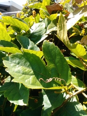 Passiflora vitifolia