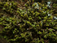 Macromitrium gracile