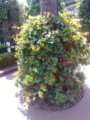 Passiflora vitifolia