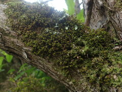 Macromitrium gracile