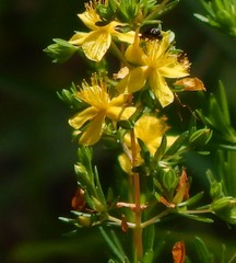 Hypericum fasciculatum