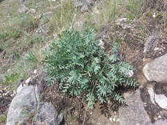 Oxytropis nitens