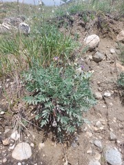 Oxytropis nitens