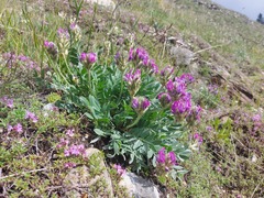 Oxytropis nitens