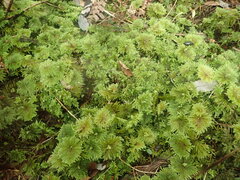 Sciadocladus menziesii