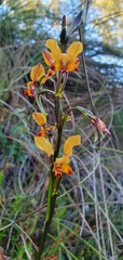 Diuris brumalis
