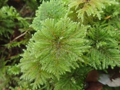 Sciadocladus menziesii