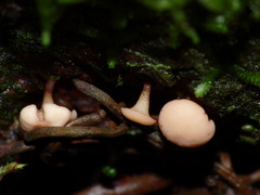 Cudoniaceae