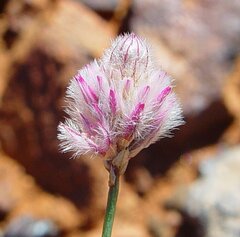 Ptilotus schwartzii
