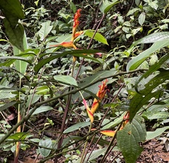 Heliconia irrasa