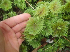 Sciadocladus menziesii
