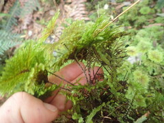 Sciadocladus menziesii