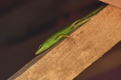 Lamprolepis