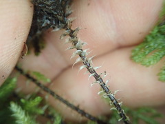Sciadocladus menziesii