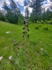 Delphinium triste