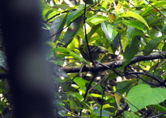 Aegithina viridissima