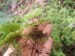 Sciadocladus menziesii