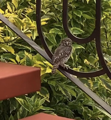 Glaucidium