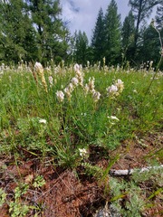 Oxytropis sajanensis