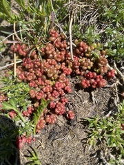 Sedum divergens