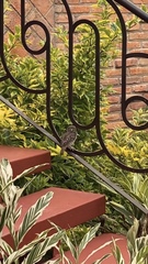 Glaucidium