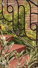 Glaucidium