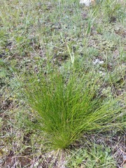 Carex myosuroides