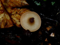 Cudoniaceae