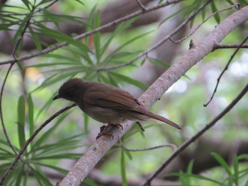 Little Greenbul (Eurillas virens), photo 5