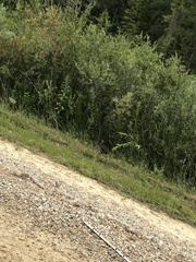 Tympanuchus phasianellus