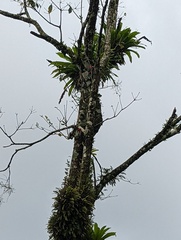 Dryocopus lineatus