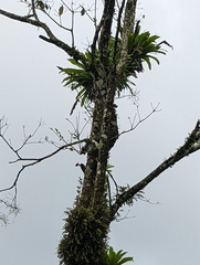 Dryocopus lineatus