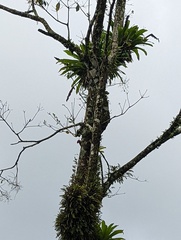 Dryocopus lineatus