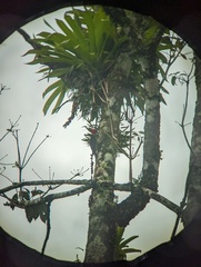 Dryocopus lineatus