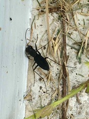 Dromochorus pilatei