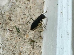 Dromochorus pilatei