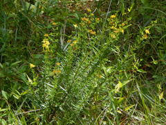 Hypericum fasciculatum