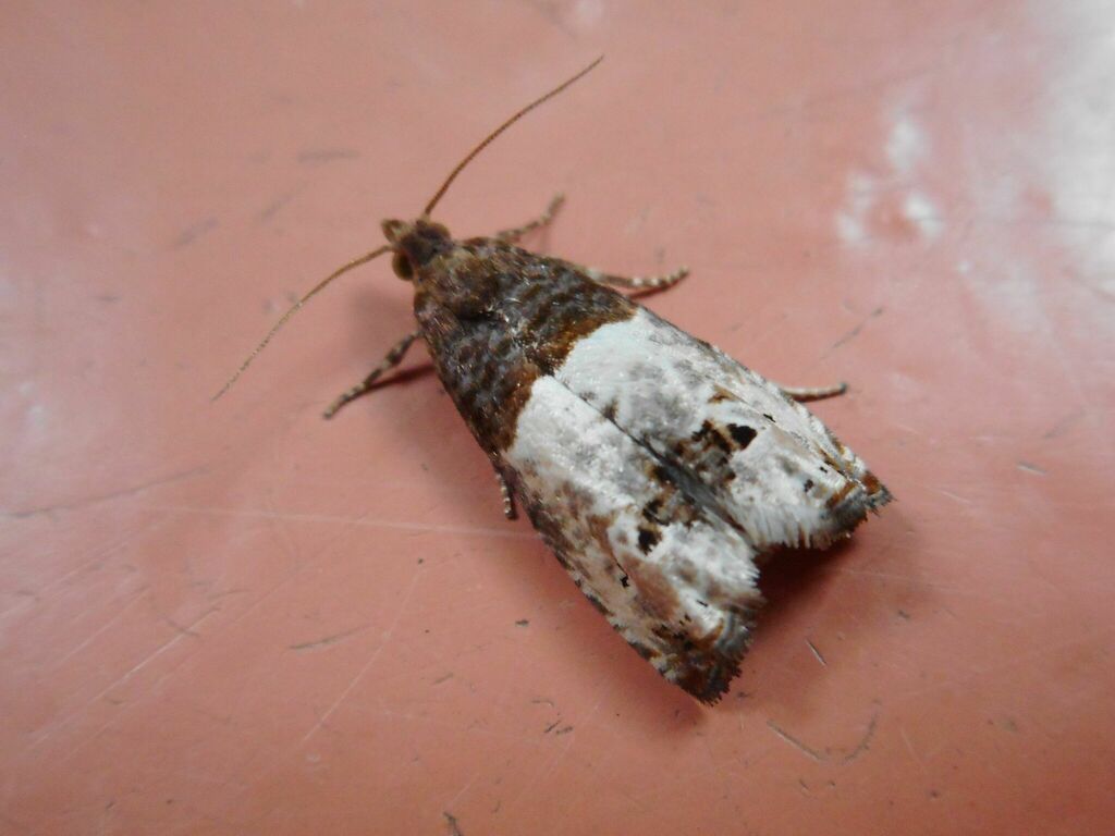 Summer Rose Bell from Петроградский рн, СанктПетербург, Россия on