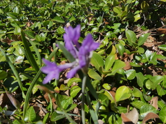 Dichelostemma congestum