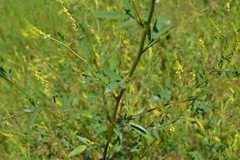 Melilotus dentatus