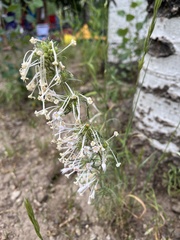 Ipomopsis aggregata weberi