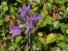 Dichelostemma congestum
