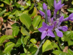 Dichelostemma congestum