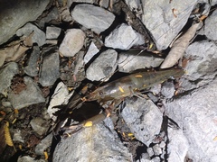 Macrobrachium americanum