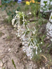 Ipomopsis aggregata weberi