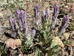Castilleja schizotricha