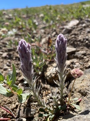 Castilleja schizotricha
